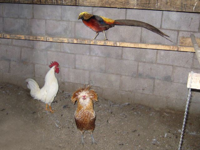 Two cockerels (one with a bad hairdo) & a rather fancy pheasant