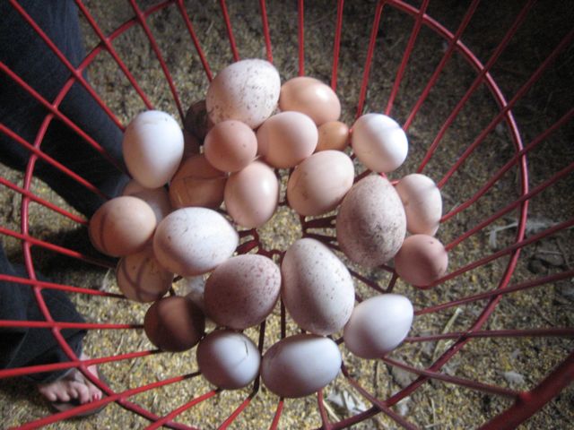 Hen and turkey eggs