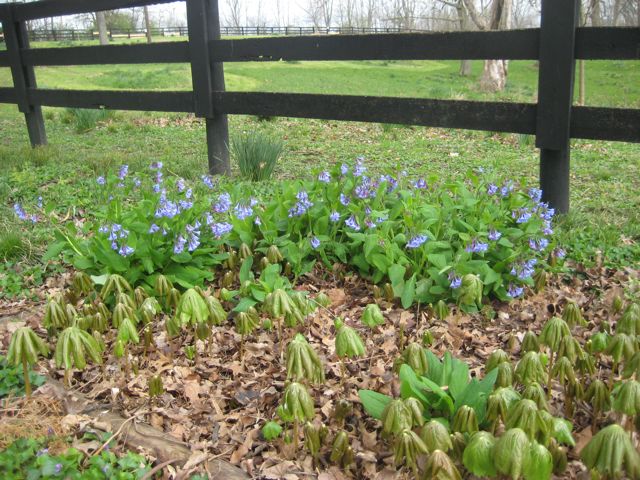 Spring flowers