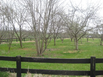 The orchard