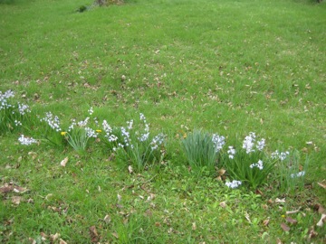 More flowers that come up each year
