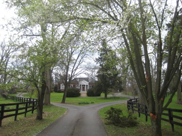 Spring blossom on the approach to the Grange