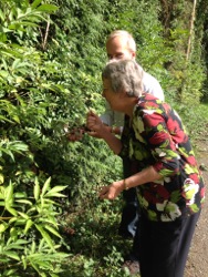 fruit picking