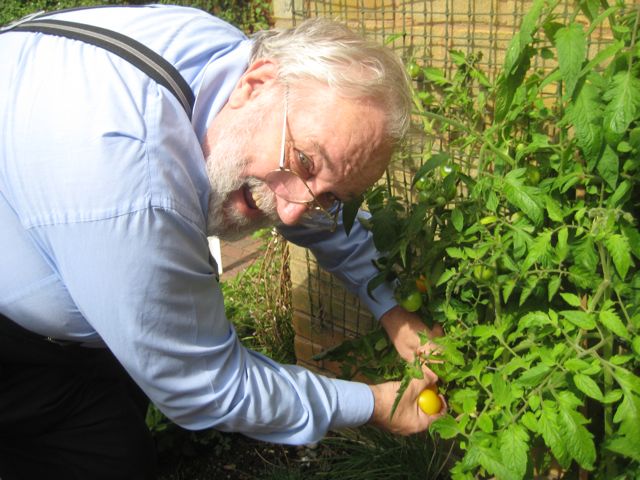 My yellow tomatoes, generously watered by Sue, are ripe!