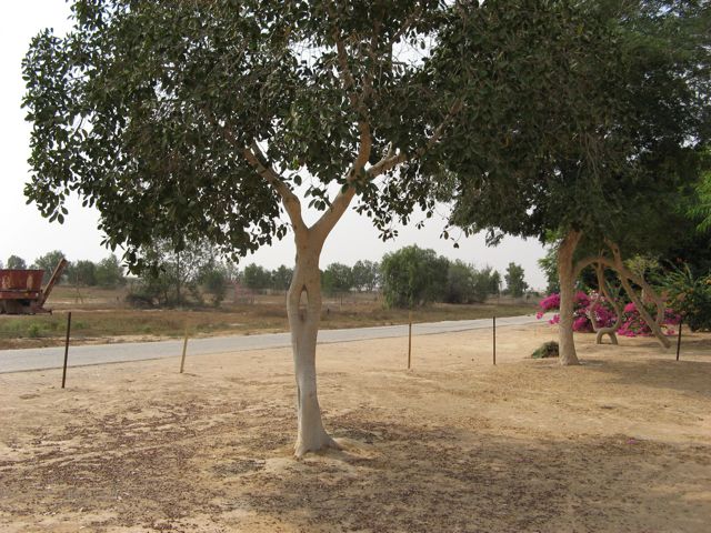 Grafted loop in the trunk