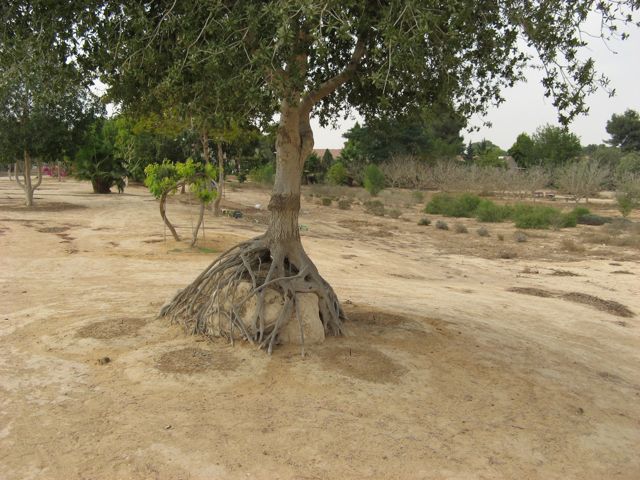 Tree sculptures by Aharon Naveh, (Michael's father-in-law)