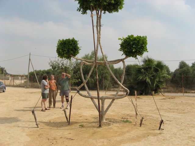 A tree in the shape of a Star of David