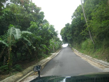 Travelling through the rain forest